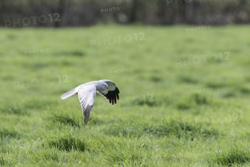 Hen harrier (Circus cyaneus), Emsland, Lower Saxony, Germany, Europe