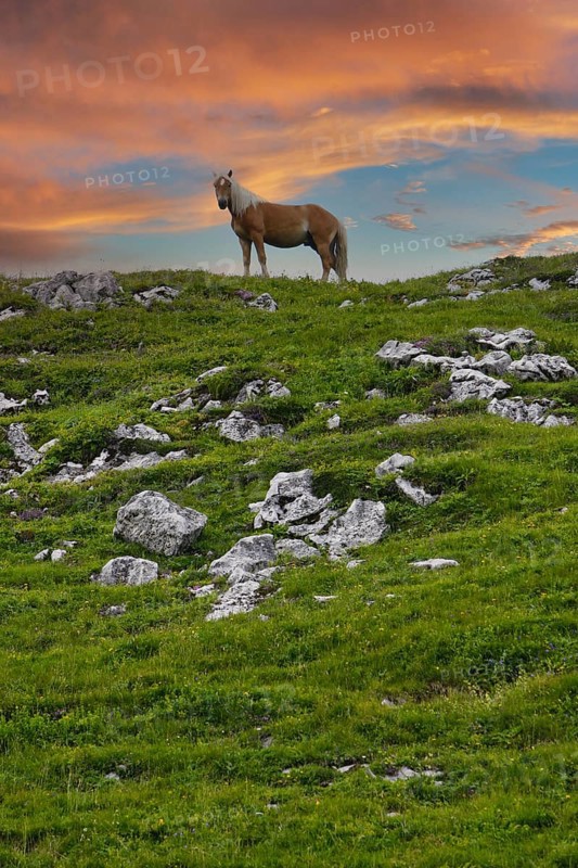 Haflinger, Ebbs, Tyrol, Austria, Europe, KI generated, Europe