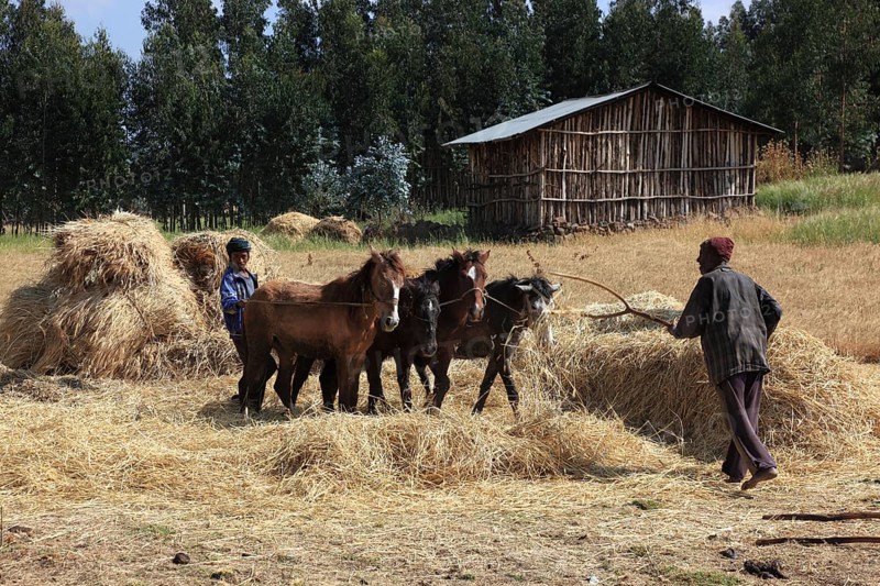In the highlands of Abyssinia, in the Semien Mountains, Semien Mountains, field work, threshing grain with horses, Ethiopia, Africa