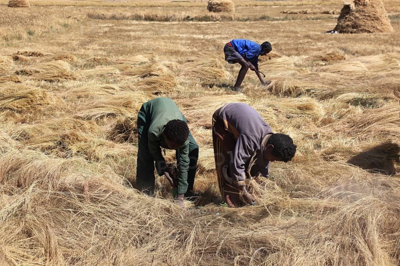 Amhara region, farmers harvesting teff, teff, tef, dwarf millet, Eragrostis tef, seeds are gluten-free and rich in essential fatty acids. This type of millet is the most important grain in Ethiopia, where it is processed into flatbread and beer and used as animal feed., Ethiopia, Africa