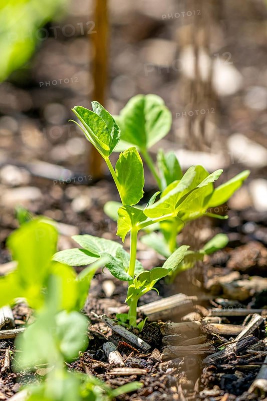 Young pea (Pisum sativum) in spring, Ternitz, Lower Austria, Austria, Europe