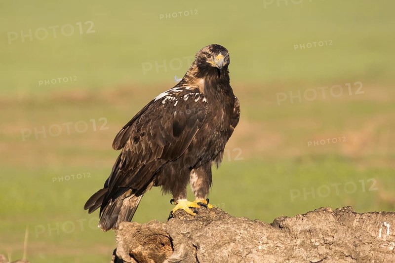 Iberian Eagle, Spanish Imperial Eagle (Aquila adalberti), Extremadura, Castilla La Mancha, Spain, Europe