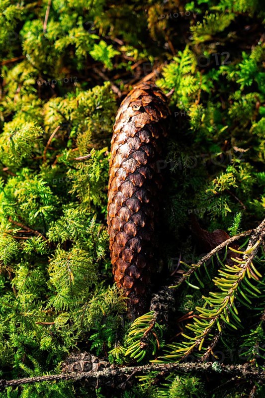 A pine cone rests on a bed of green moss in the forest, Unterhaugstett, Black Forest, Germany, Europe