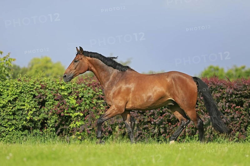 Westphalian Warmblood, Westphalian