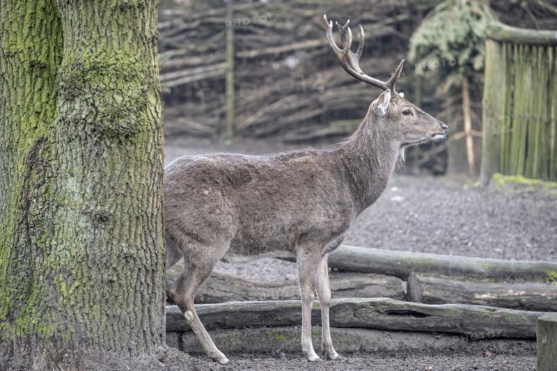 Vietnamese sika deer (Cervus nippon pseudaxis), Nordhorn Zoo, Lower Saxony, Germany, Europe