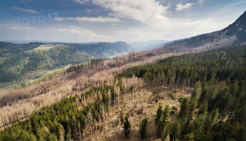 Forest, forest dieback, dead spruce trees due to drought and bark beetle, aerial photograph, AI generated, AI generated