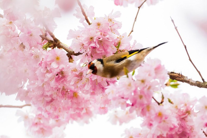 A european goldfinch (Carduelis carduelis) among delicate pink cherry blossoms, Hesse, Germany, Europe