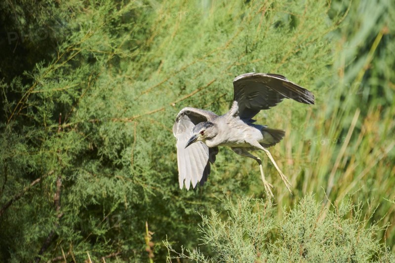 Black-crowned night heron (Nycticorax nycticorax) youngster flying, Camargue, France, Europe