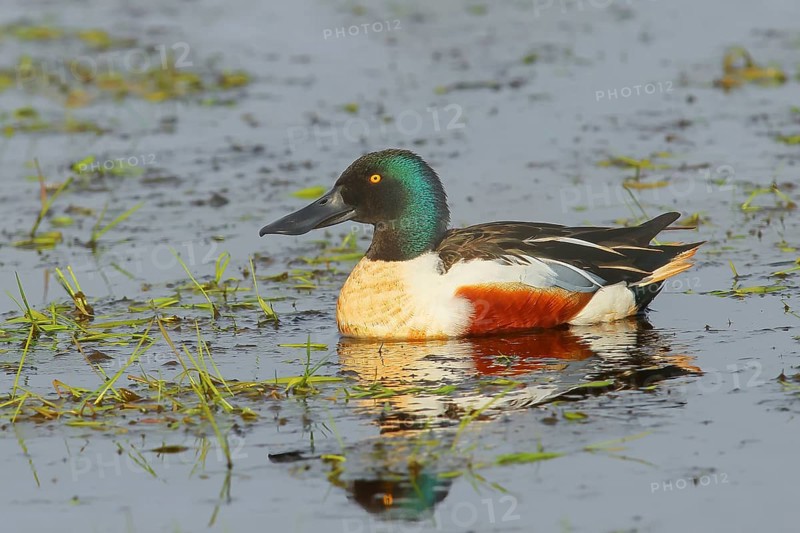 Shoveler (Spatula clypeata) in a wet meadow, spring, wildlife, Hüde, Ochsenmoor, Lake Dümmer, Hüde, Lower Saxony, Germany, Europe