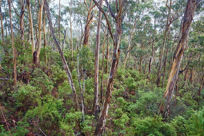 Landscape of a Gum tree (Eucalyptus) forest in spring, Koala Cove, Great Otway National Park, Victoria, Australia, Oceania