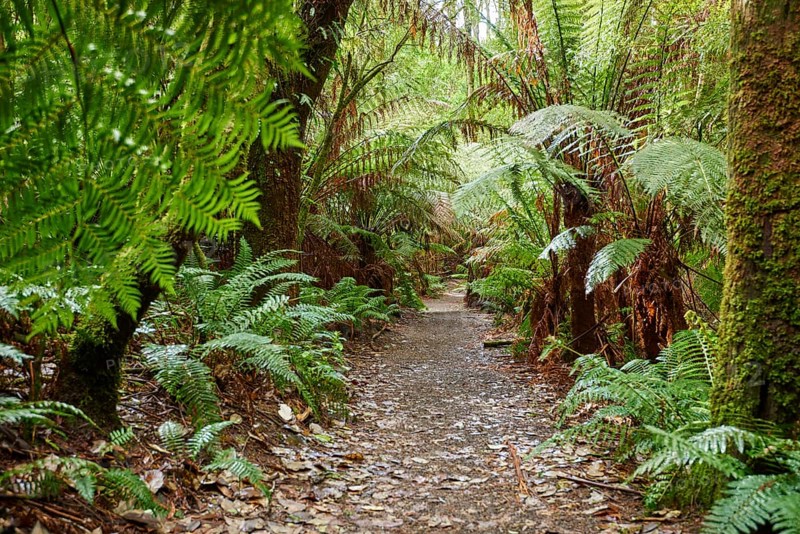 Nature landscape of a hiking way through the forest in the Great Otway National Park in spring, Australia, Oceania