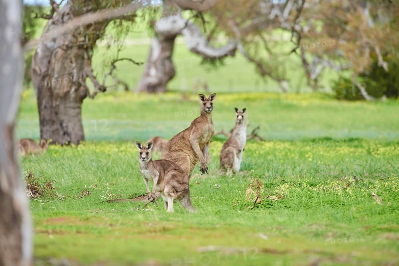 Eastern grey kangaroos (Macropus giganteus) wildlife on a meadow in Australia