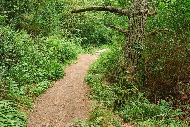 Walking path going through the forest to Donostia San Sebastian at the Camino del Norte, coastal path, Way of St. James, Camino de Santiago trail, Basque country, Spain, Europe