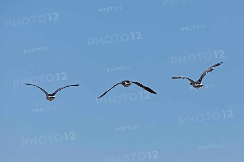 Barnacle geese (Branta leucopsis) in flight over the Elbe near Brokdorf, Schleswig-Holstein, Germany, Europe