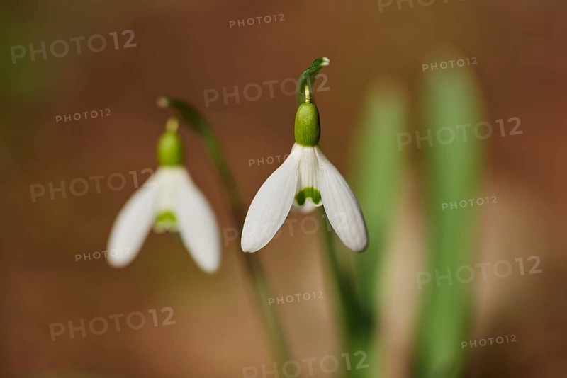 Close-up of a common snowdrop (Galanthus nivalis) flowering in a forest, Upper Palatinate, Bavaria, Germany, Europe