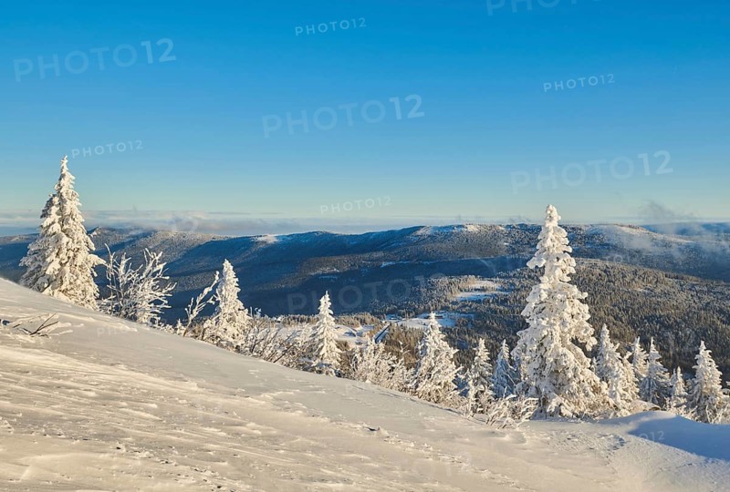 Frozen norway spruce or European spruce (Picea abies) trees on a sunny day on mount Arber, Bavarian Forest, Bavaria, Germany, Europe