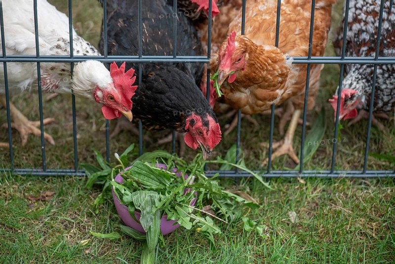 Domestic chickens (Gallus gallus domesticus) pecking dandelions through a grid, North Rhine-Westphalia, Germany, Europe