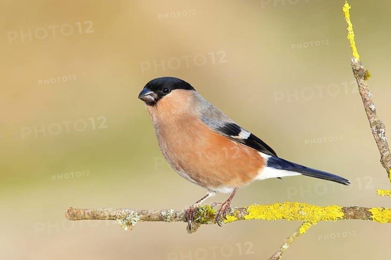 Eurasian bullfinch (Pyrrhula pyrrhula), female, sitting on a branch covered with lichen, Animals, Birds, Siegerland, North Rhine-Westphalia, Germany, Europe