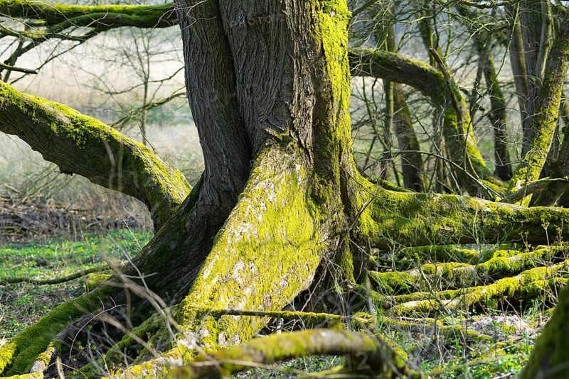Rootstock with board roots of a european white elm (Ulmus laevis), tree of the year 2019, sunlit, moss-covered tree in primeval forest, hardwood alluvial forest on the Elbe near Hitzacker, Elbe Valley Biosphere Reserve, Lower Saxony, Germany, Europe