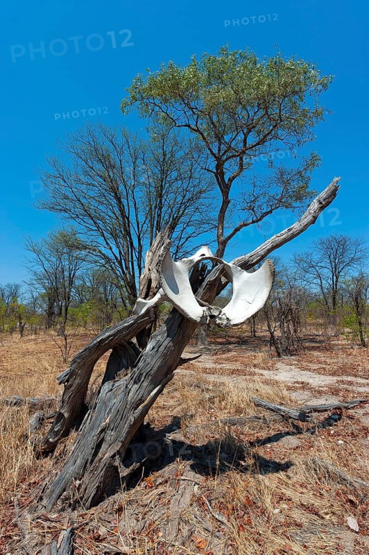 Bones, skeleton, poachers, hunting, death, drought, climate change, elephant as decoration and signpost in the Khwai river area at Moremi National Park in Botswana