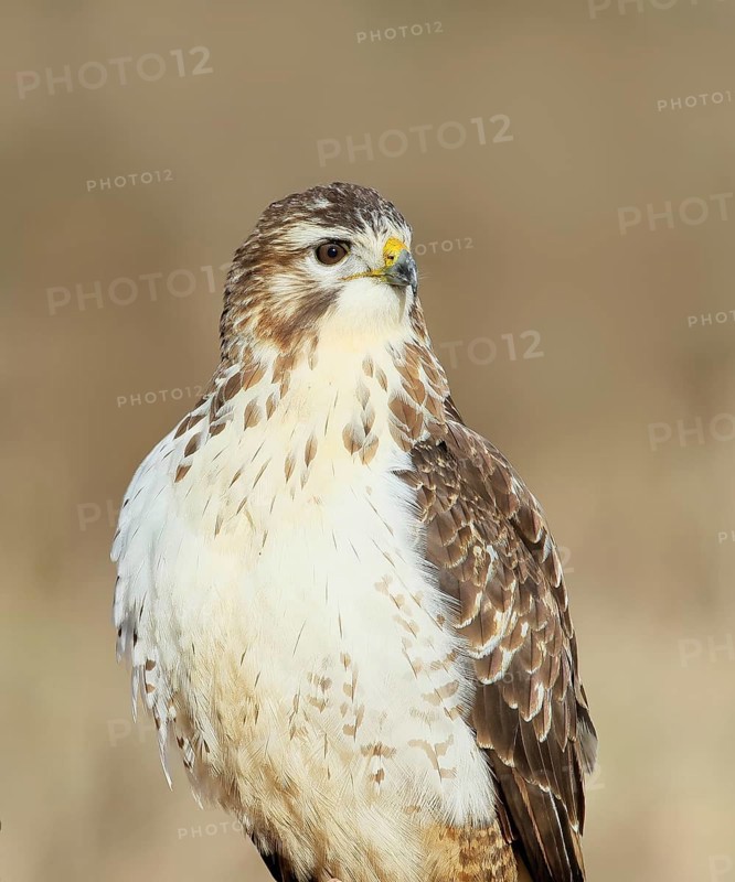 Steppe buzzard (Buteo buteo) bright morph, animal portrait, wildlife, winter, Siegerland, animals, birds, birds of prey, North Rhine-Westphalia, Germany, Europe