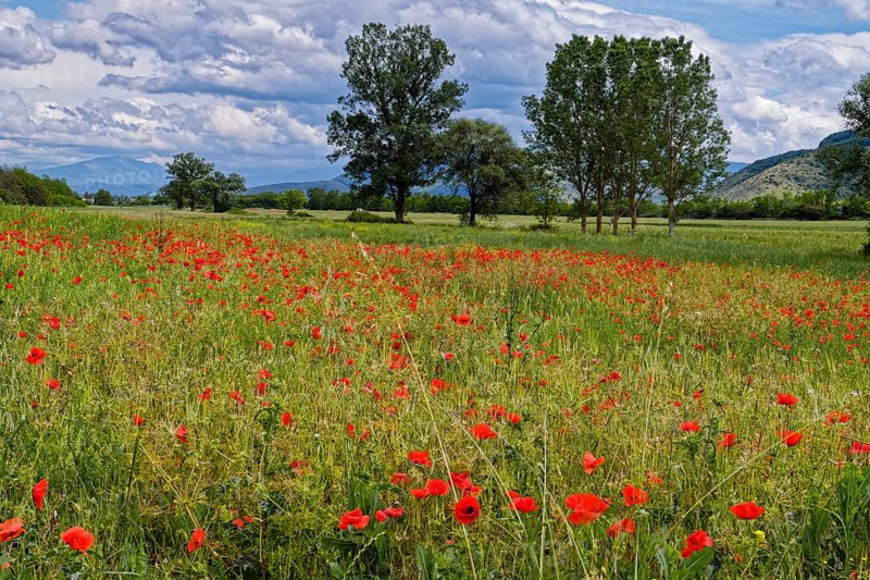 Flower meadow with red blooming poppies and trees in the landscape near Magliano de Marsi in the province of L'Aquila in Abruzzo. Apennines, Italy, Southern Europe, Europe