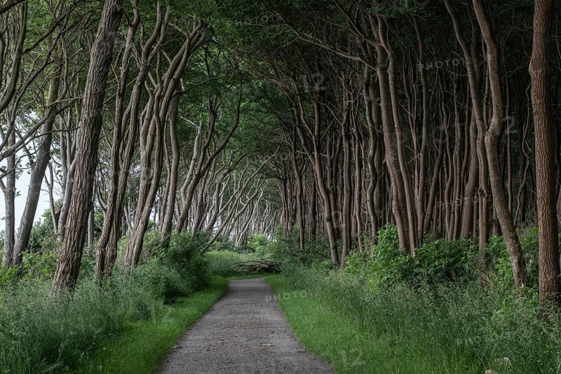 Forest path on the steep coast, Poel Island, Mecklenburg-Western Pomerania, Germany, Europe