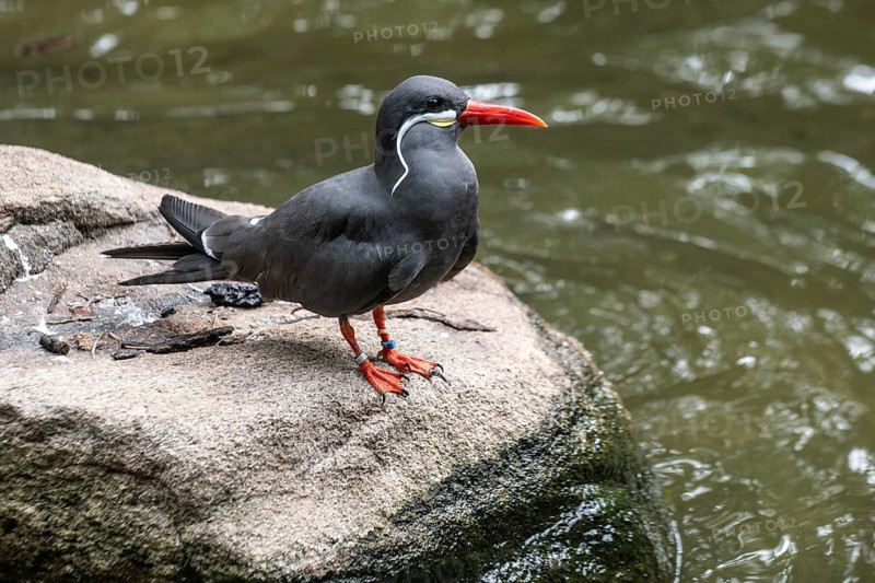 Inca Tern (Larosterna inca), Walsrode Bird Park, Lower Saxony, Germany, Europe