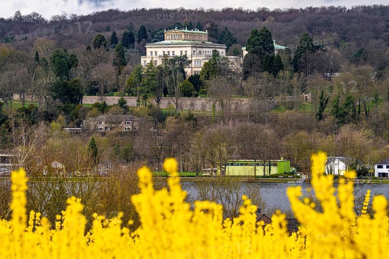 Flowering forsythia bushes, cultivation of a tree nursery, in Essen Fischlaken, in spring, March, still little green vegetation, above the Lake Baldeney, in the background the northern shore with the Villa Hügel, Essen, North Rhine-Westphalia, Germany, Europe