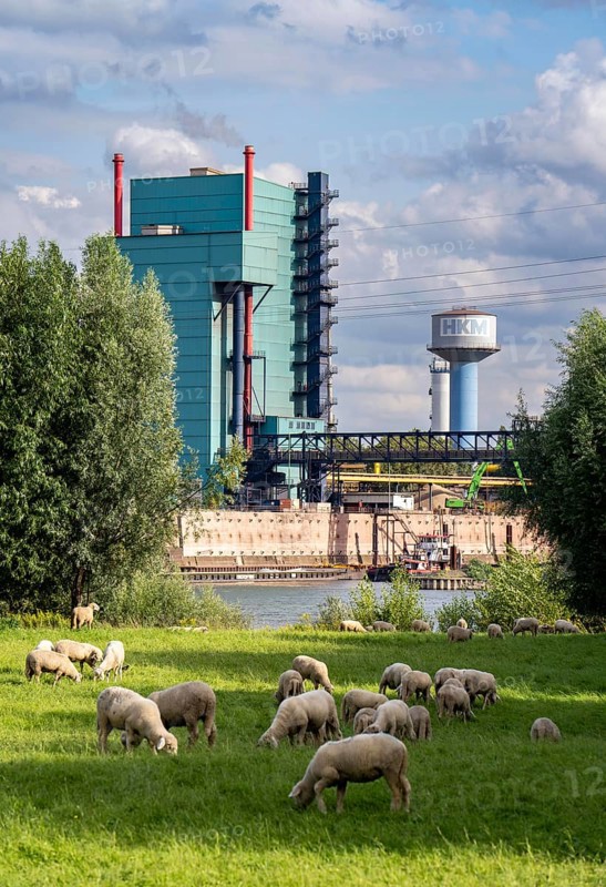 Duisburg Friemershein, sheep on a pasture in the floodplain along the Rhine, pollard willow trees, nature reserve Rheinaue Friemersheim, in the background the HKM steelworks, on the other side of the Rhine, North Rhine-Westphalia, Germany, Europe