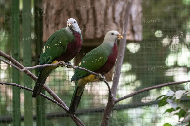 Purple-breasted fruit doves (Ptilinopus magnificus), Vogelpark Walsrode, Lower Saxony, Germany, Europe