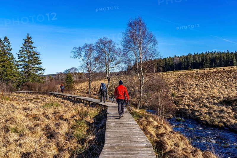 Hiking trail on wooden boardwalks through the High Fens, raised bog, in the Eifel and Ardennes region, High Fens-Eifel nature park Park, north-east of Baraque Michel, Belgium, Wallonia, Europe