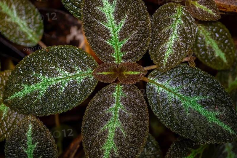 Shade tube (Episcia), leaves with light green veins, Tortuguero National Park, Costa Rica, Central America