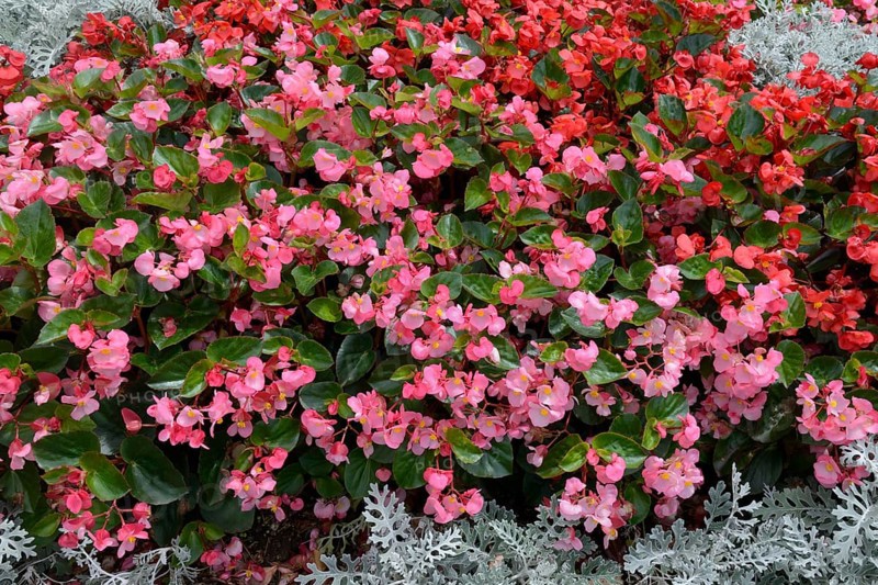A bed of pink and red begonias, inflorescence