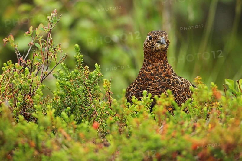 Willow ptarmigan (Lagopus lagopus) Hen, Lofoten, Norway, Scandinavia, Europe