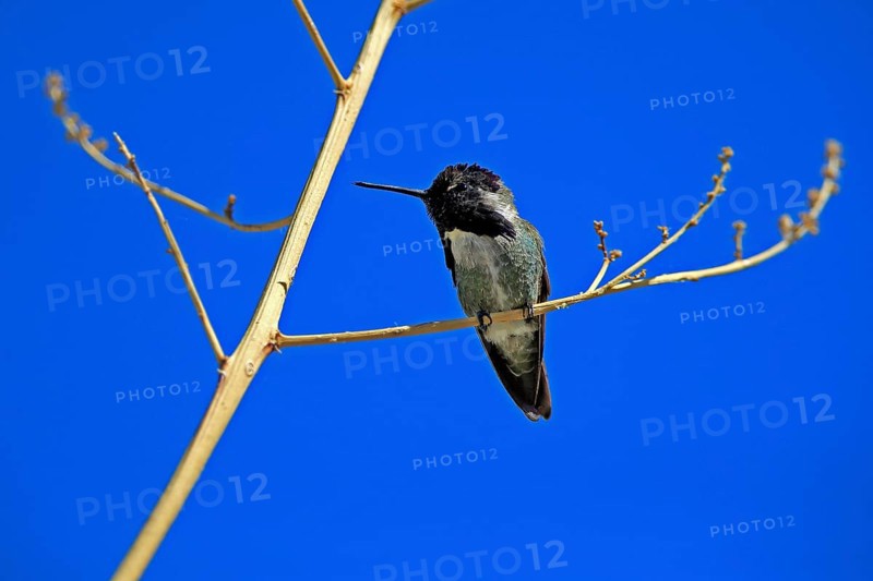 Costacolibri, (Calypte costae), adult, male, in perch, Sonora Desert, Arizona, North America, USA, North America