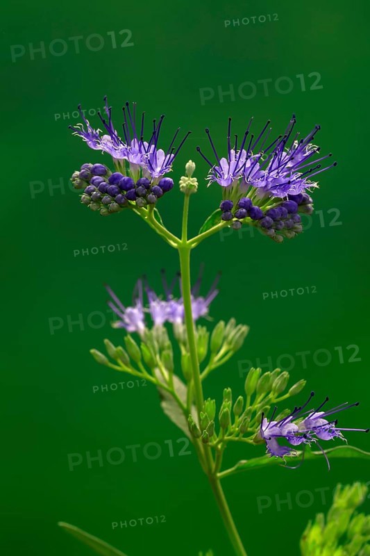 Clandon caryopteris (caryopteris x clandonensis), flower, flowering, Germany, Europe