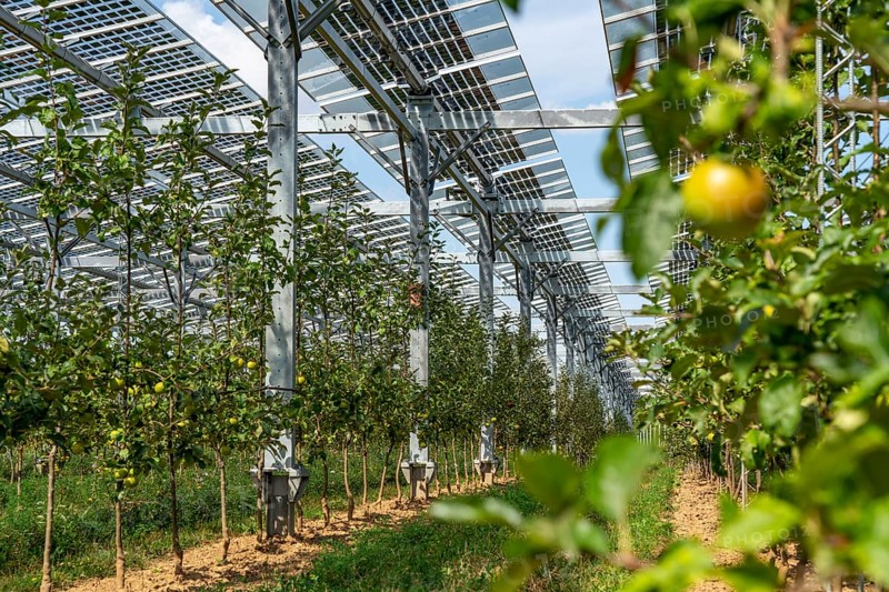 Agri-photovoltaic test plant, an apple tree plantation with two different systems of PV modules was roofed over 3000 square metres, rain and sunlight comes through, at the same time protection against hail and heavy rain, next to it are the same trees but without a solar roof, as a comparison object, how the PV roof affects the trees and harvest, the field test is accompanied by the Fraunhofer Institute for Solar Energy Systems ISE, in Grafschaft-Gelsdorf, Rhineland-Palatinate, Germany, Europe