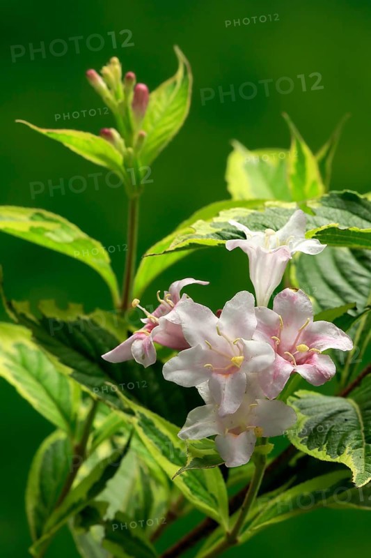 Weigelas (Weigela), flowering, flower, Ellerstadt, Germany, Europe
