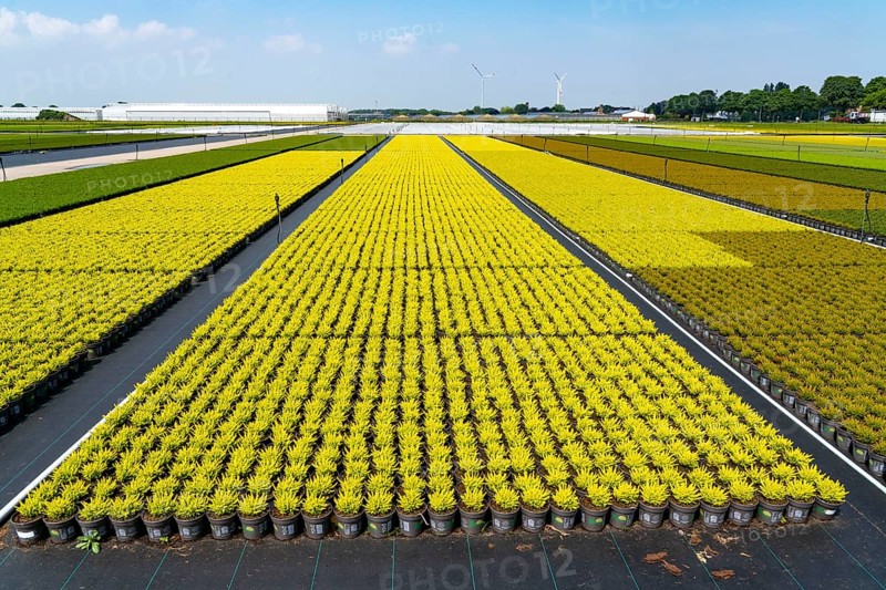 Horticultural business, broom heather plants, in flower pots, outdoors, Calluna vulgaris, North Rhine-Westphalia, Germany, Europe