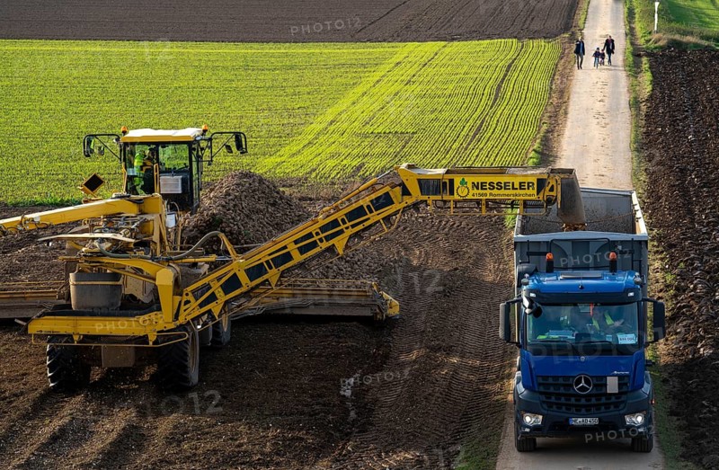 Sugar beet harvest, loading the harvested beet onto a lorry with a self-propelled cleaning loader for sugar beet, Neuss, North Rhine-Westphalia, Germany, Europe