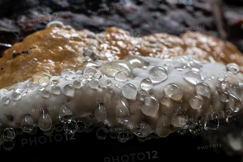 Beeswax Bracket (Ganoderma pfeifferi) with guttation drops, Emsland, Lower Saxony, Germany, Europe
