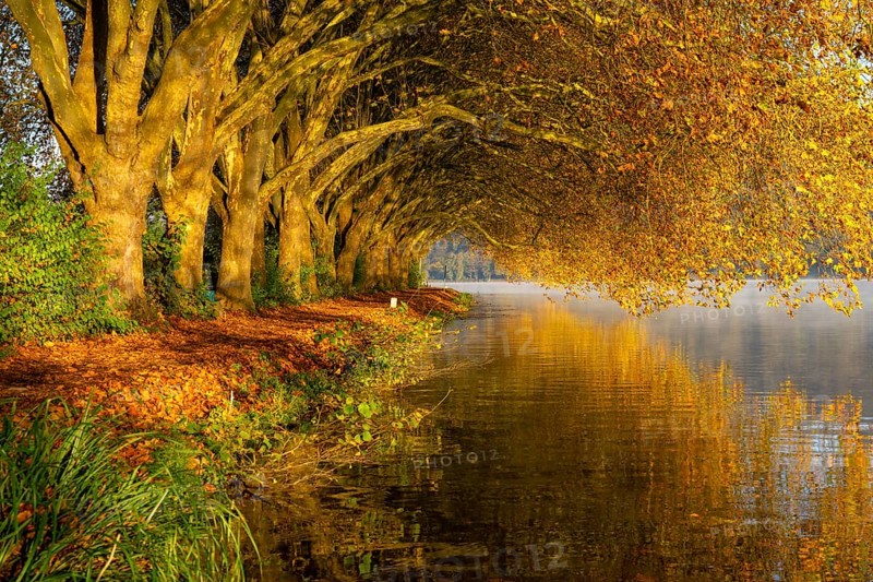 Autumn colours on the Platanen Allee, Hardenberg Ufer, lakeside path on Lake Baldeney, near Haus Scheppen, in Essen, North Rhine-Westphalia, Germany, Europe