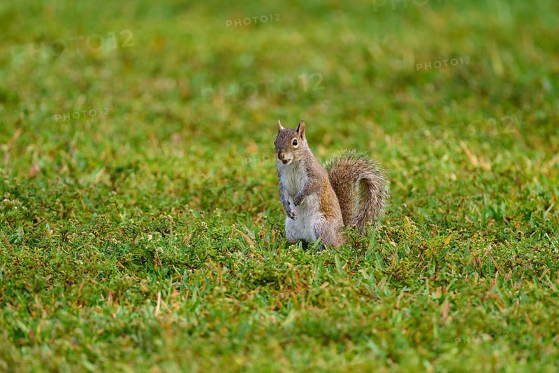 American grey squirrel (Sciurus carolinensis), sitting on a green meadow and looking around curiously, Pembroke Pines, Florida, USA, North America
