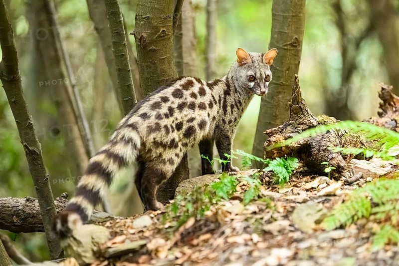 Common genet (Genetta genetta), wildlife in a forest, Montseny National Park, Catalonia, Spain, Europe