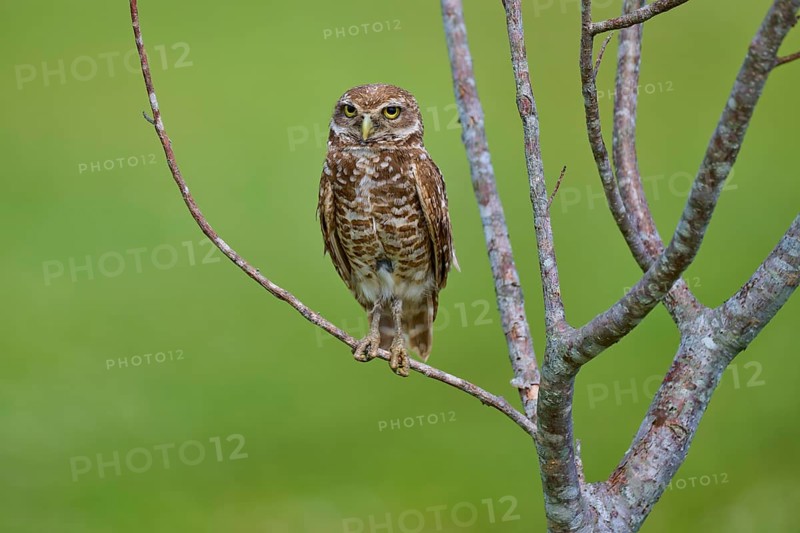 Burrowing owl (Speotyto cunicularia), sitting on a branch and observing the surroundings, Pembroke Pines, Florida, USA, North America