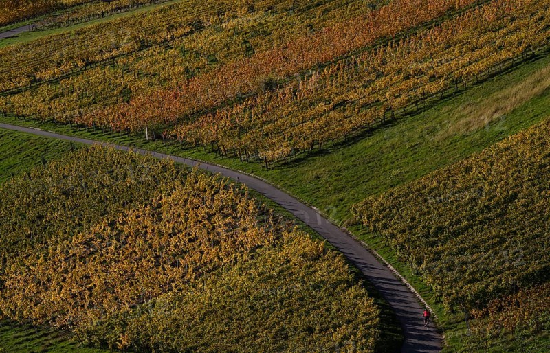 Bicycle, cyclist on road, path through vineyard, vines, vineyards, autumn colours, autumn, graphic, Strümpfelbach, Weinstadt, Baden-Württemberg, Germany, Europe