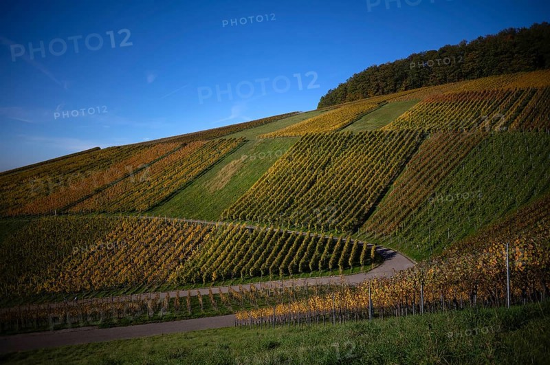 Road, path through vineyard, vines, grapevines, vine cultivation, autumn colours, autumn, graphic, Strümpfelbach, Weinstadt, Baden-Württemberg, Germany, Europe