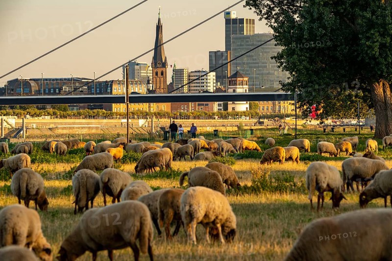 Skyline of Düsseldorf on the Rhine, flock of sheep on the Rhine meadows, near Oberkassel, Oberkassler Brücke, Düsseldorf, North Rhine-Westphalia, Germany, Europe
