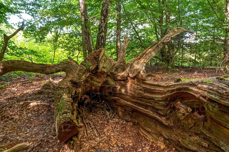 The Sababurg primeval forest, or primeval forest in the Reinhardswald, is a 95-hectare biotope under nature and landscape protection, with trees over 500 years old, hut trees, in the district of Kassel, Hesse, Germany, Europe